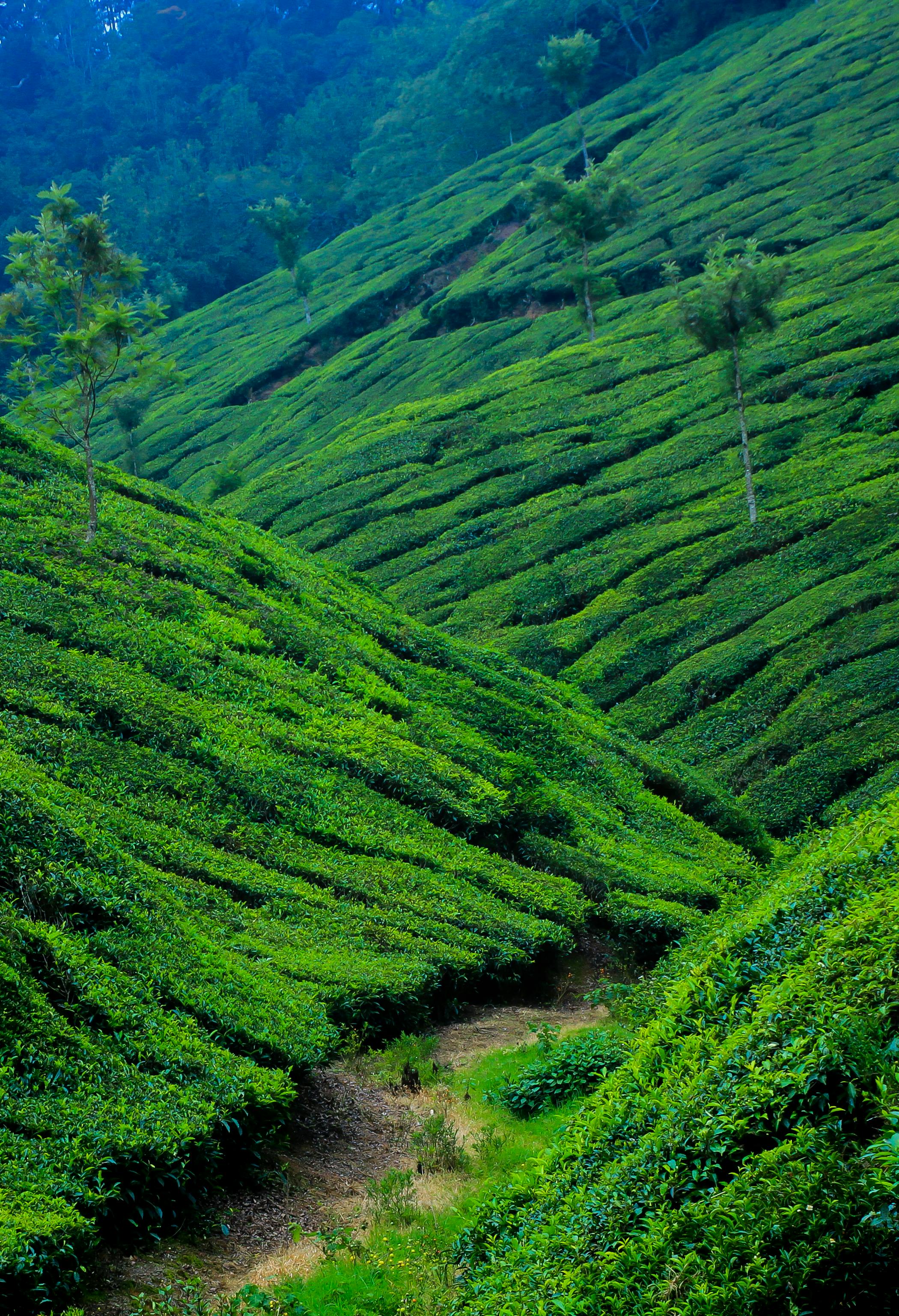 Munnar