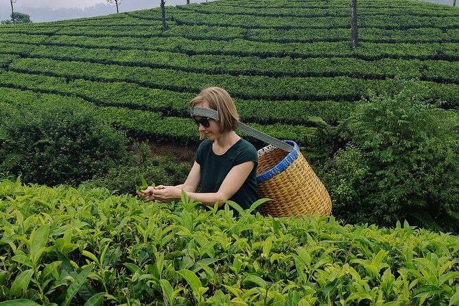 Tea Gardens Munnar