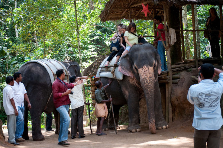 Elephant Interaction Camp