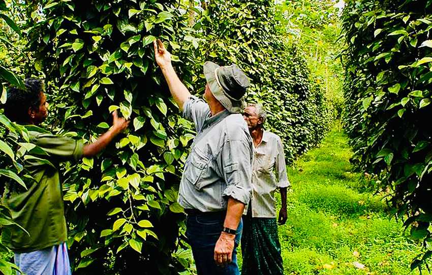 Spice Plantation Tour