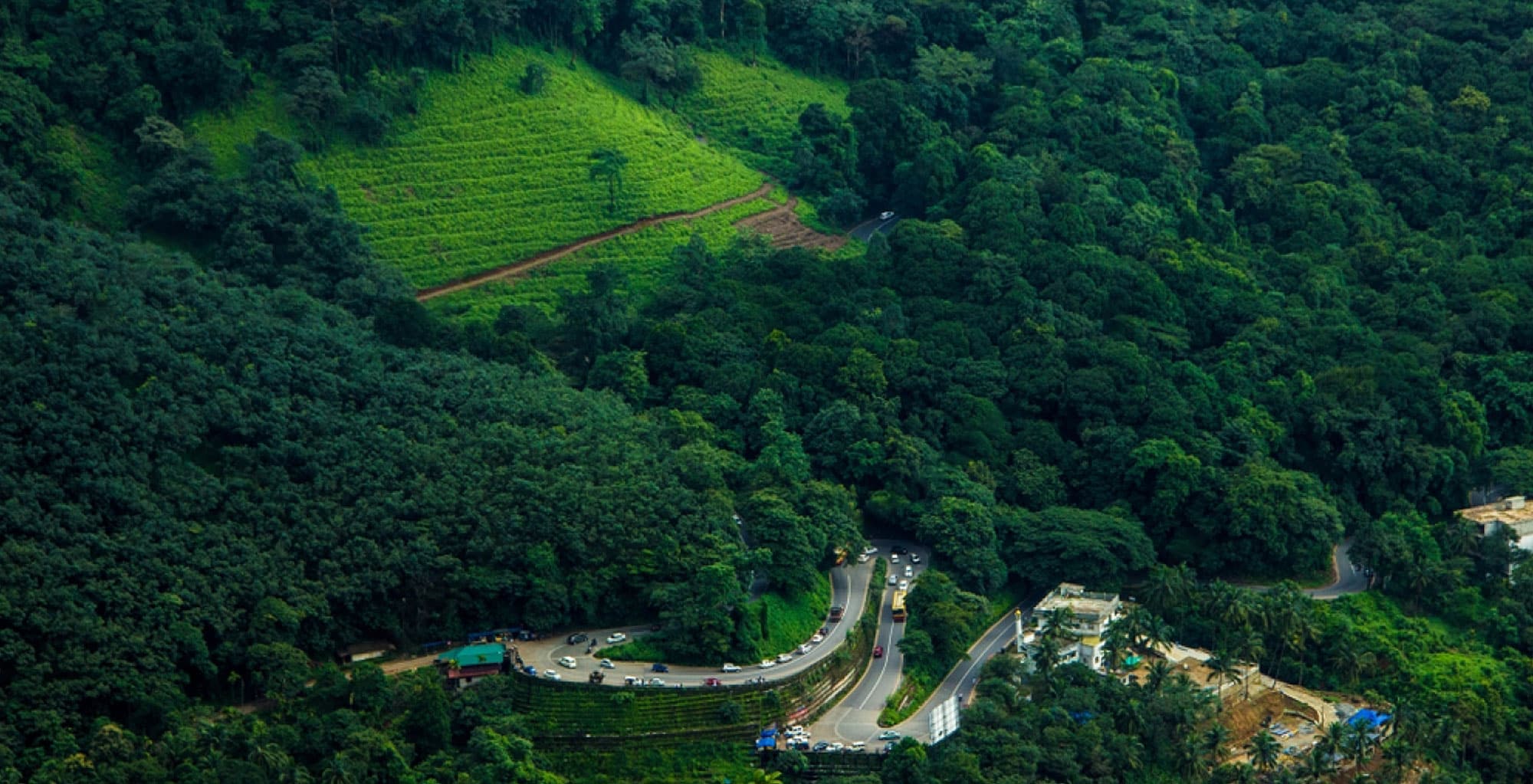 Wayanad Tea Plantations